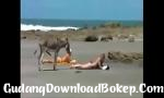 Download video bokep Seks dengan binatang 9 detik terbaru - GudangDownloadBokep.Com