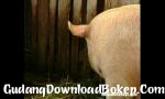 Video xxx Brte Lady Farmer Berbulu dan Gudang Kacau Gratis - GudangDownloadBokep.Com