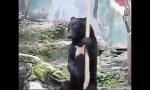 Bokep Terbaru panda kanfu online