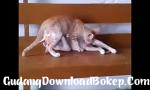 Vidio xxx kucing 69 Terbaru - GudangDownloadBokep.Com