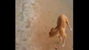 Video Bokep HD Playa comma perro 2022